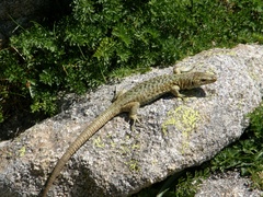 Archaeolacerta bedriagae