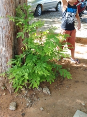 Tamarindus indica