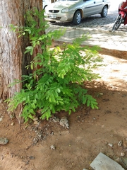 Tamarindus indica