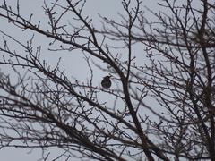 Turdus chrysolaus