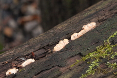 Fuscopostia lateritia