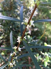 Pimelea axiflora