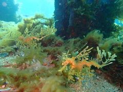 Phycodurus eques