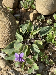 Viola inconspicua nagasakiensis