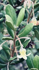 Diospyros dichrophylla