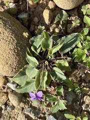 Viola inconspicua nagasakiensis