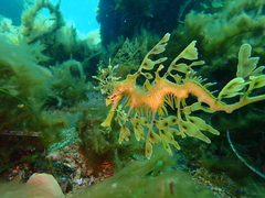 Phycodurus eques
