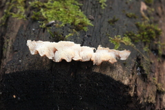 Fuscopostia lateritia