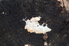 Fuscopostia lateritia