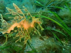 Phycodurus eques