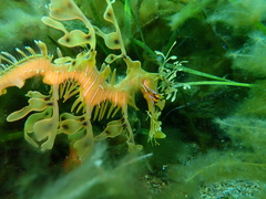 Phycodurus eques