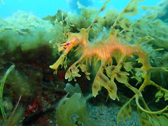 Phycodurus eques