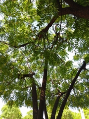 Azadirachta indica