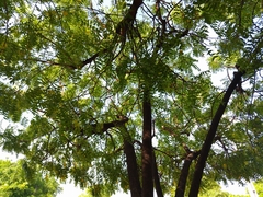 Azadirachta indica