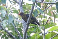 Oriolus flavocinctus