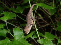 Bradypodion ventrale