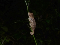 Bradypodion ventrale