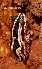 Hyperoliidae