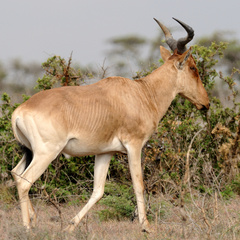 Alcelaphus buselaphus cokii