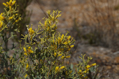 Synaphea spinulosa