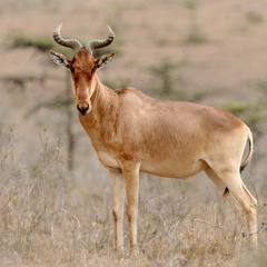 Alcelaphus buselaphus cokii