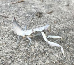 Sphodropoda quinquedens