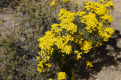 Verticordia chrysantha