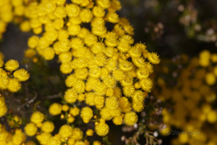 Verticordia chrysantha