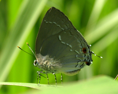 Strephonota ambrax