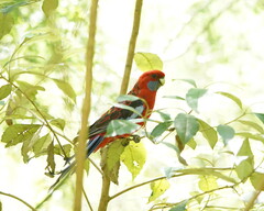 Platycercus elegans elegans