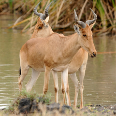 Alcelaphus buselaphus cokii