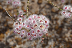 Verticordia insignis