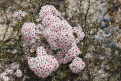 Verticordia insignis