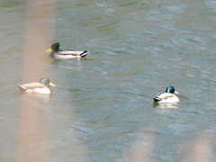 Anas platyrhynchos