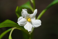 Solanum aviculare