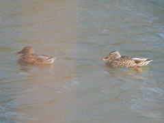 Anas platyrhynchos