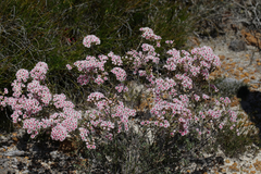 Verticordia insignis