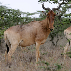 Alcelaphus buselaphus cokii