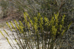 Tripterococcus brunonis