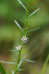 Lythrum hyssopifolia