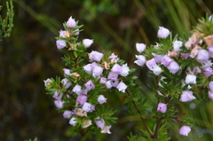Boronia pilosa