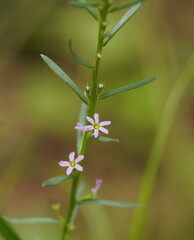 Lythrum hyssopifolia
