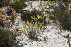 Tripterococcus brunonis