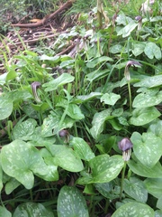 Arisarum vulgare
