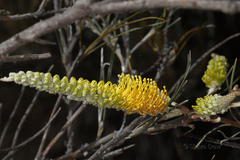 Grevillea eriostachya