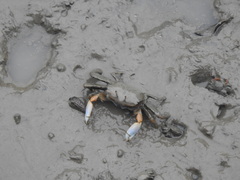 Macrophthalmus tomentosus