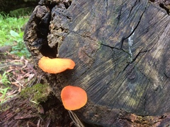 Gymnopilus allantopus