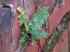 Asplenium adiantum-nigrum