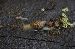 Bothriembryon tasmanicus