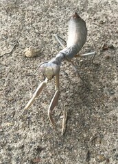 Sphodropoda quinquedens